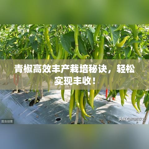 青椒高效丰产栽培秘诀，轻松实现丰收！