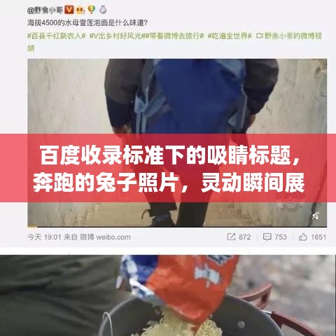 百度收录标准下的吸睛标题，奔跑的兔子照片，灵动瞬间展现活力魅力！