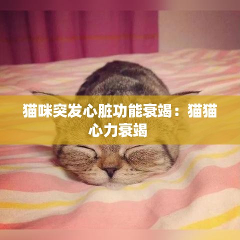 猫咪突发心脏功能衰竭：猫猫心力衰竭 