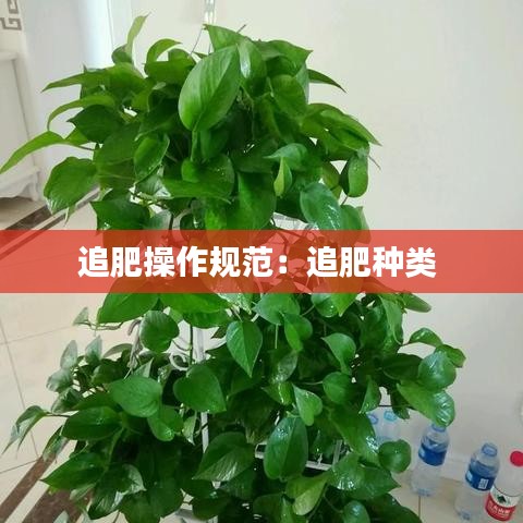 追肥操作规范：追肥种类 