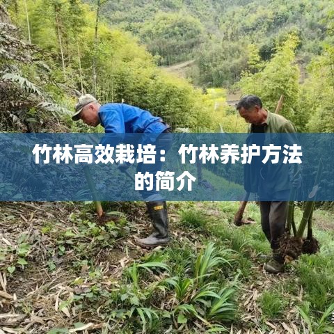 竹林高效栽培：竹林养护方法的简介 