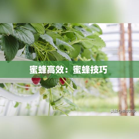 蜜蜂高效：蜜蜂技巧 