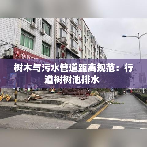 树木与污水管道距离规范：行道树树池排水 