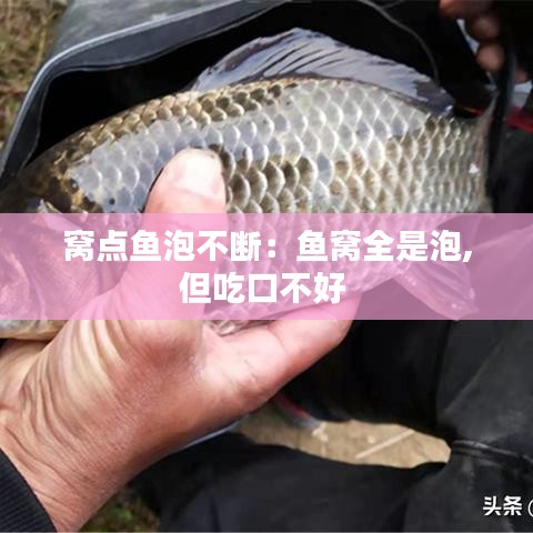 窝点鱼泡不断：鱼窝全是泡,但吃口不好 