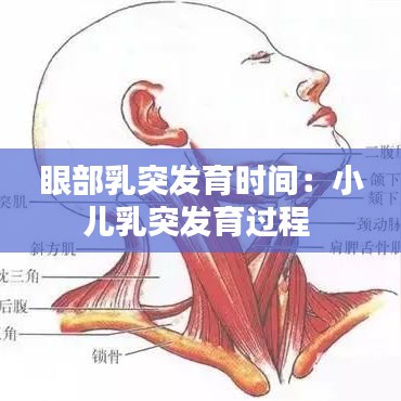 眼部乳突发育时间：小儿乳突发育过程 