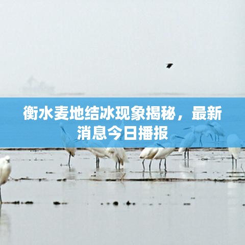 衡水麦地结冰现象揭秘，最新消息今日播报