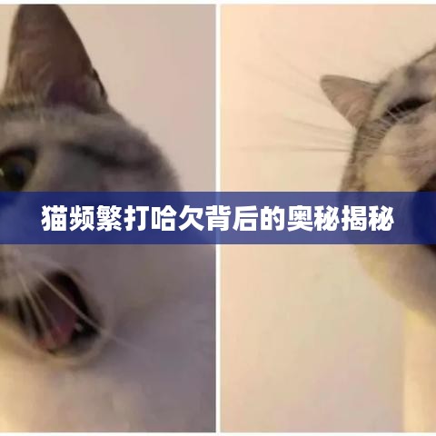 猫频繁打哈欠背后的奥秘揭秘