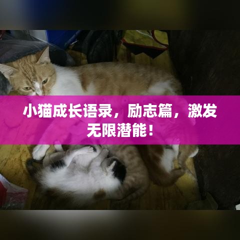 小猫成长语录，励志篇，激发无限潜能！