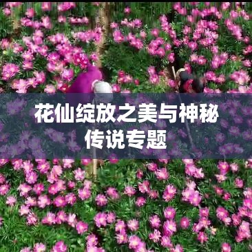 花仙绽放之美与神秘传说专题