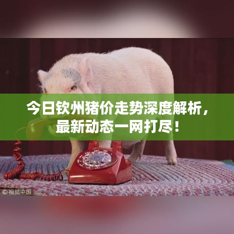 今日钦州猪价走势深度解析，最新动态一网打尽！