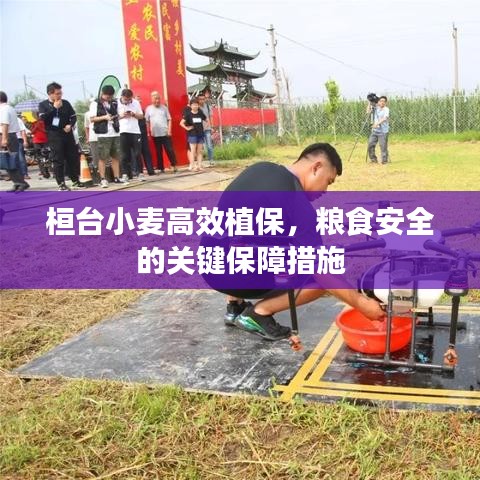 桓台小麦高效植保，粮食安全的关键保障措施