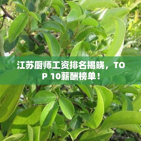 江苏厨师工资排名揭晓，TOP 10薪酬榜单！