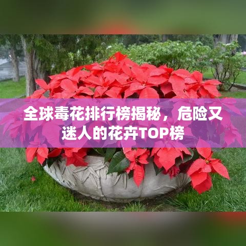 全球毒花排行榜揭秘，危险又迷人的花卉TOP榜