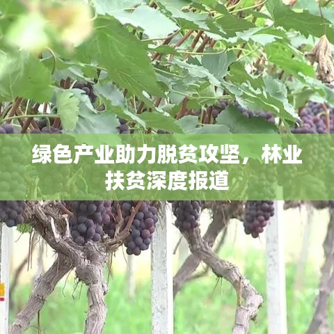 绿色产业助力脱贫攻坚，林业扶贫深度报道