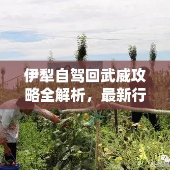 伊犁自驾回武威攻略全解析，最新行程推荐