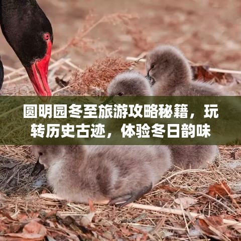 圆明园冬至旅游攻略秘籍，玩转历史古迹，体验冬日韵味