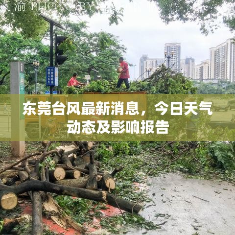 东莞台风最新消息，今日天气动态及影响报告