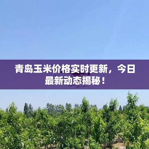 青岛玉米价格实时更新，今日最新动态揭秘！
